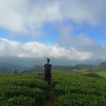 Unique View Nuwaraeliya