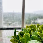 Cozy Clouds Homestay Nuwara Eliya