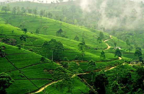 Cool Breeze Grand * Nuwara Eliya