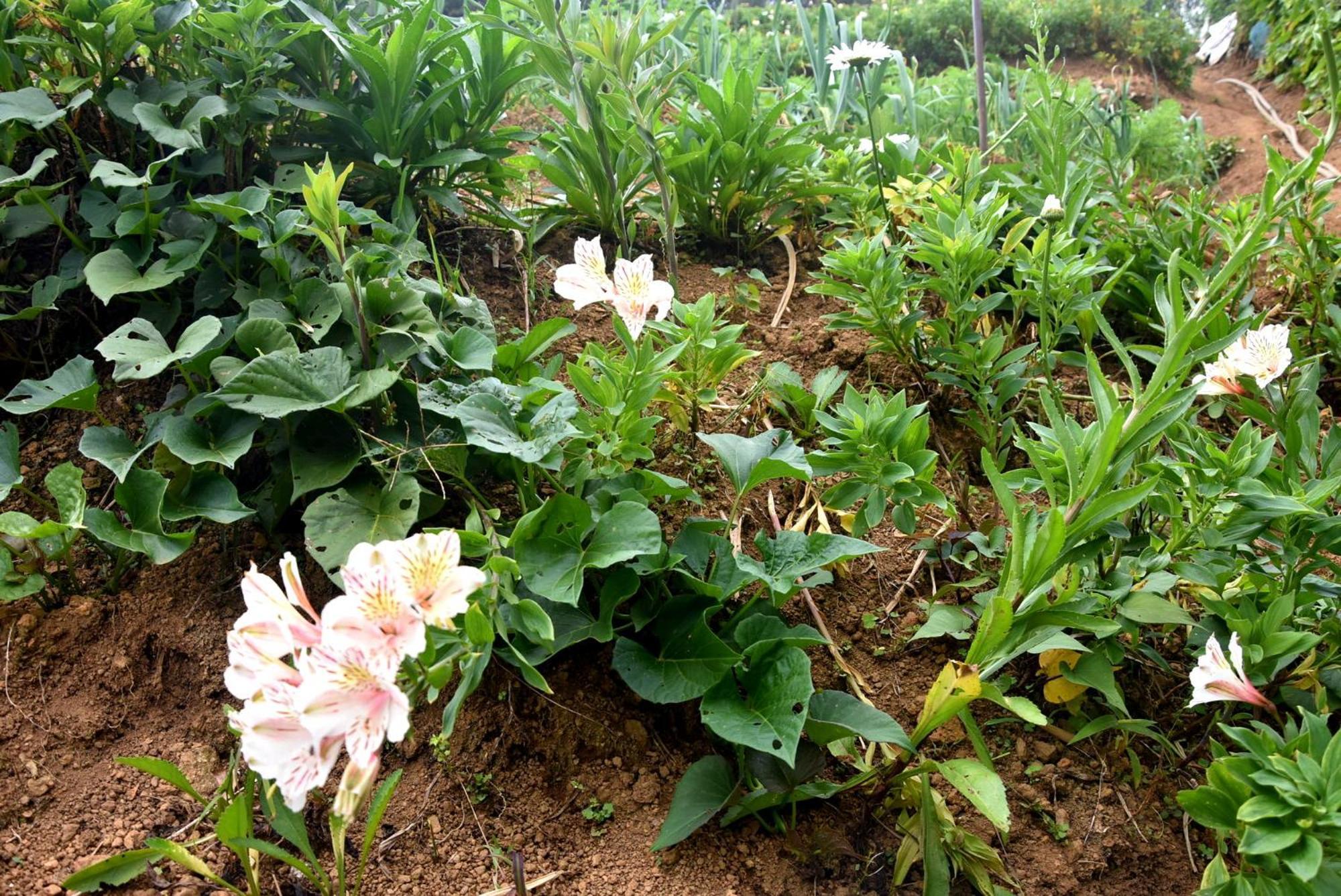 Nuwaraeliya Konical * Nuwara Eliya