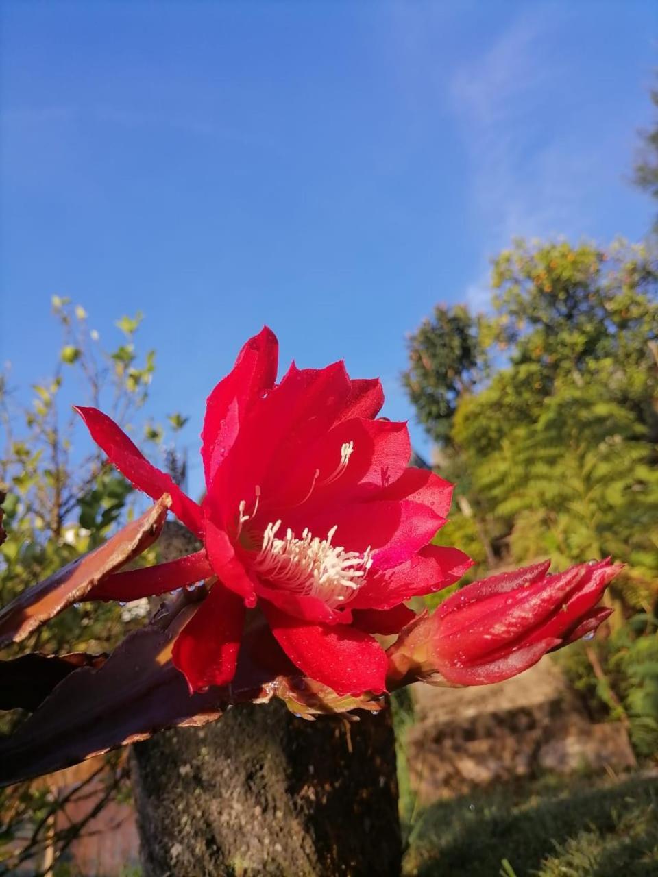 Tea Bound Homestay