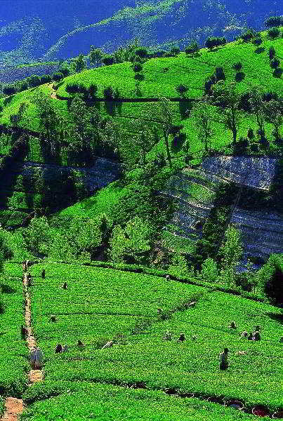 Royal Hills Hotel Nuwara Eliya