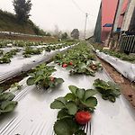 Acn Strawberry Cabana