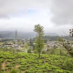 The Mount View Single Tree Hotel