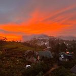 Succulent Homestay