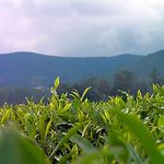Edelweiss Country Home