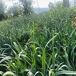 Summer Cottage - The Dew