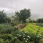 Summer Cottage - The Dew