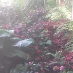 Homestay Woods Hut