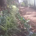 Woods Hut Homestay