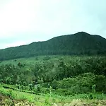 Kithul * Nuwara Eliya