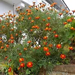 Carmalin * Nuwara Eliya