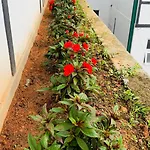 Lilys Nuwaraeliya Nuwara Eliya