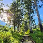 Kithul * Nuwara Eliya