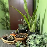 Succulent * Nuwara Eliya