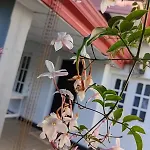 Rose Palace *