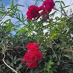Rose Palace Inn Nuwara Eliya