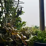 Lakshmi Illam