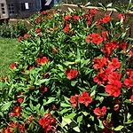 Kingsford Residences