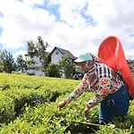 Queens 5* Nuwara Eliya