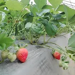 Keshiya Holiday Home