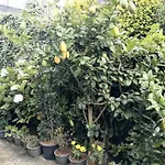 Keshiya * Nuwara Eliya
