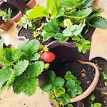 Nuwara Eliya Holiday Strawberry Home