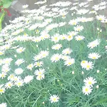 Ellitte Garden Hotel