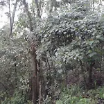 Homestay Woods Hut *