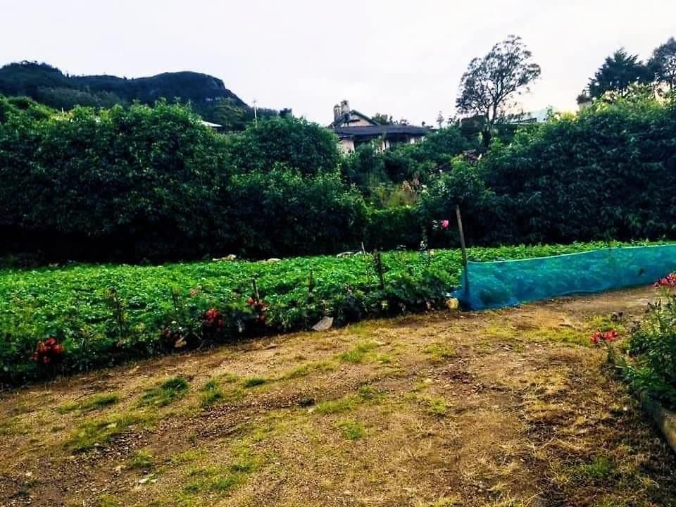 Pinewood Bungalow * Nuwara Eliya