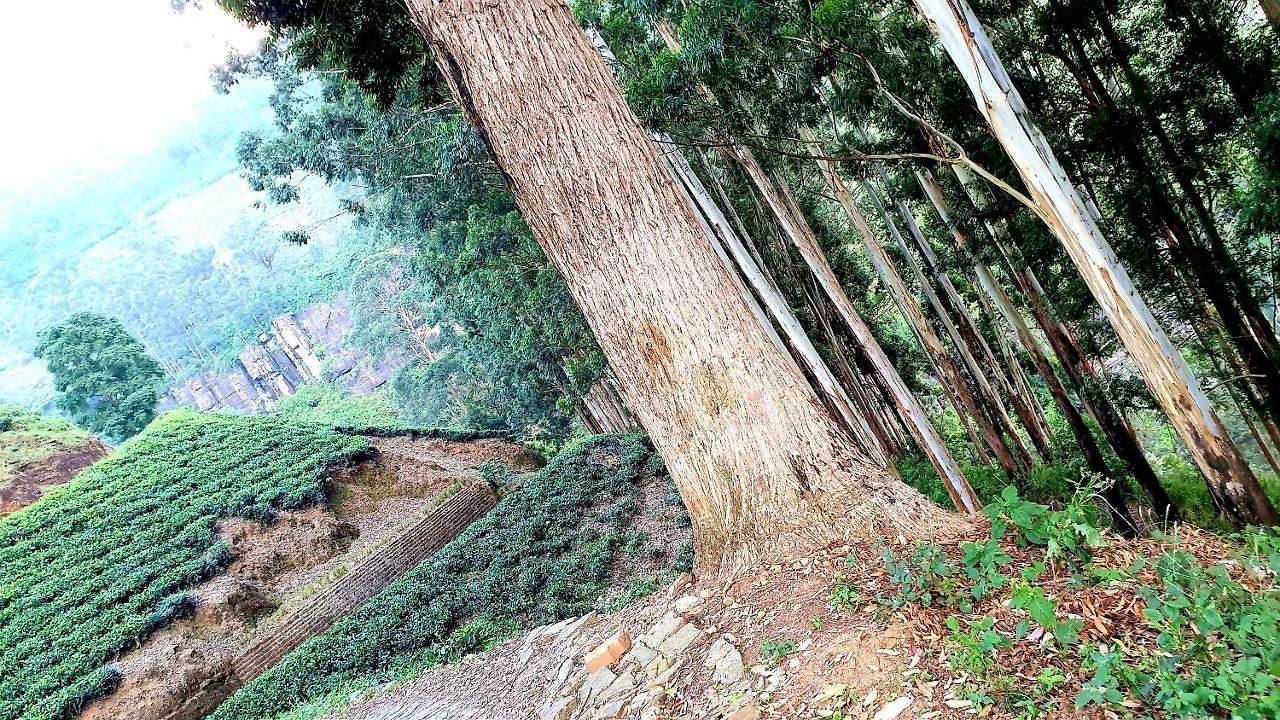 Kithul Apartment Nuwara Eliya