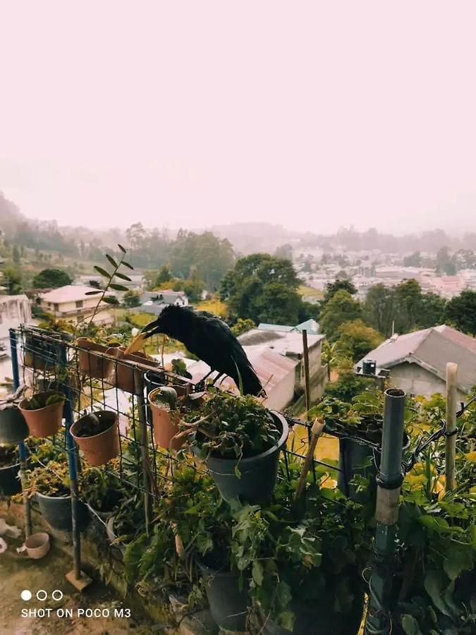 La Rose Geust House Homestay
