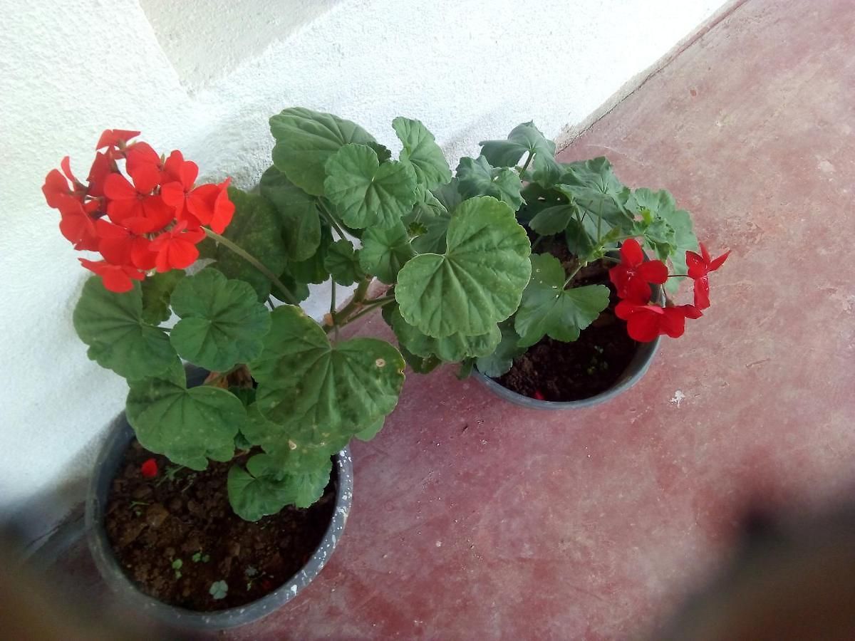 New Jayamasa Homestay