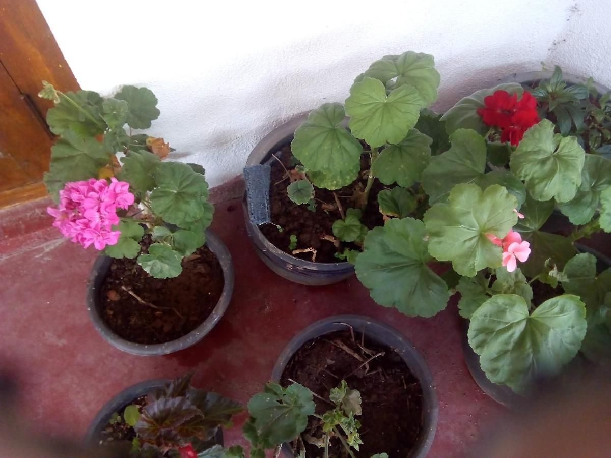 New Jayamasa Homestay * Nuwara Eliya