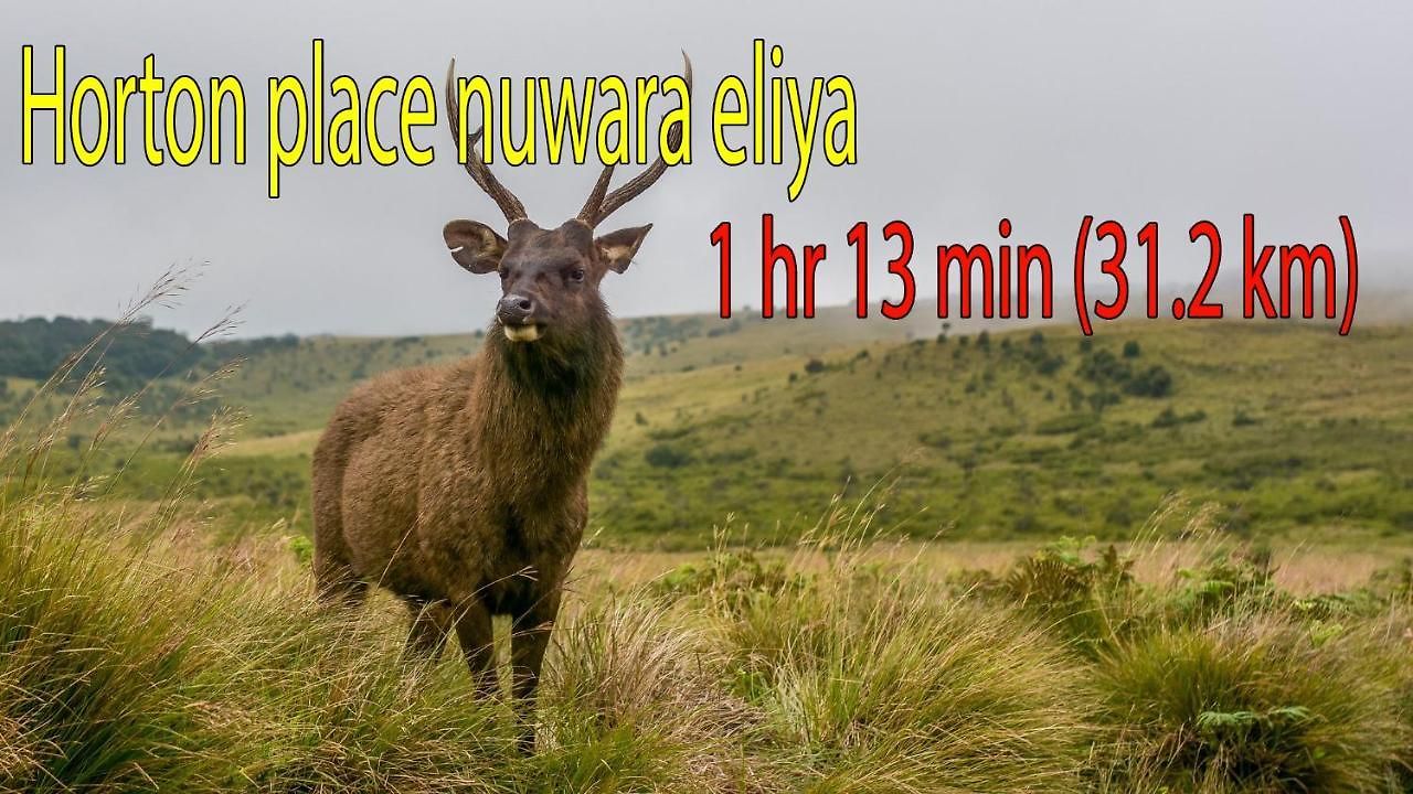 Hotel Forestside & Nuwara Eliya