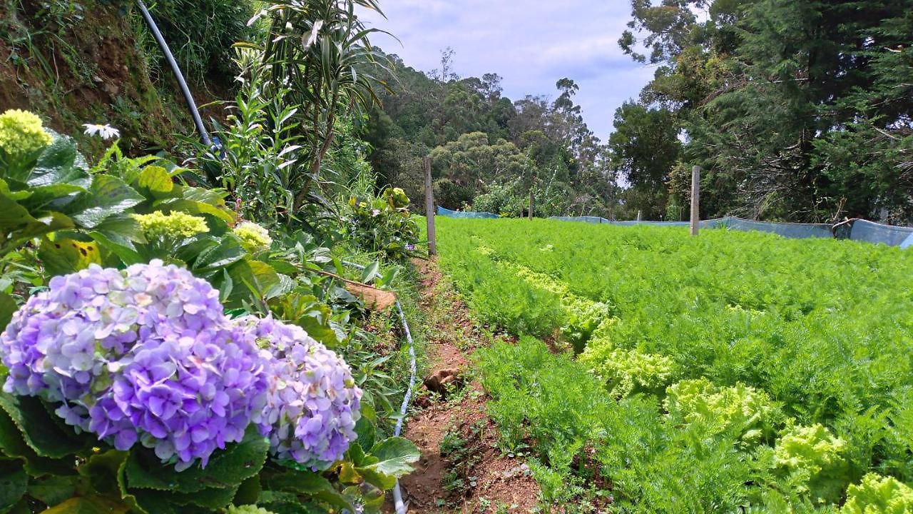 Forestside & Nuwara Eliya