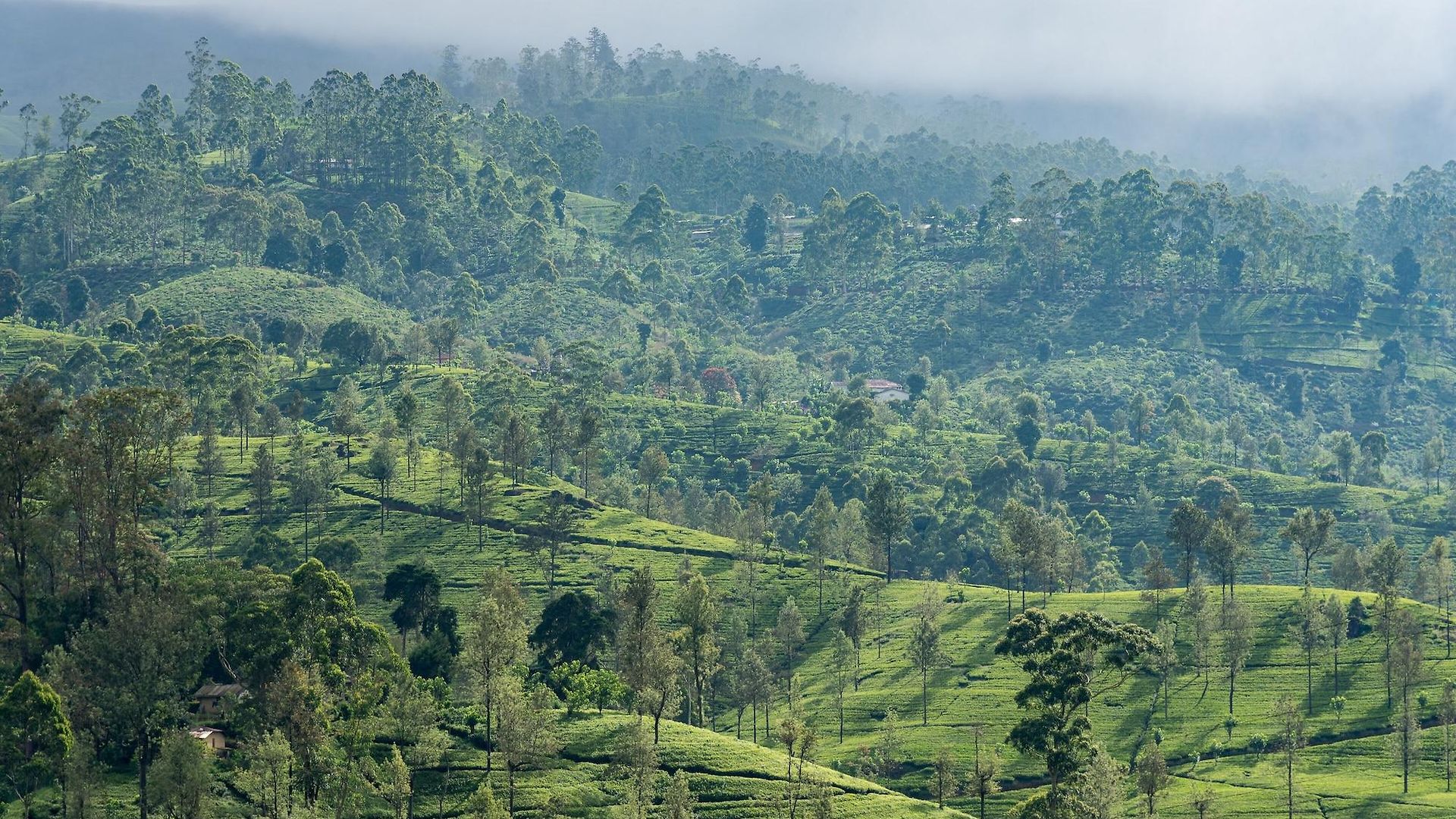Langdale Boutique By Amaya Nuwara Eliya