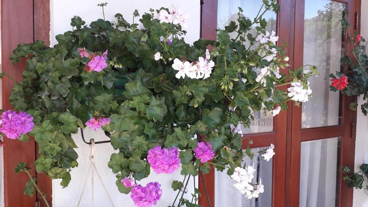 The New View Guest house Nuwara Eliya