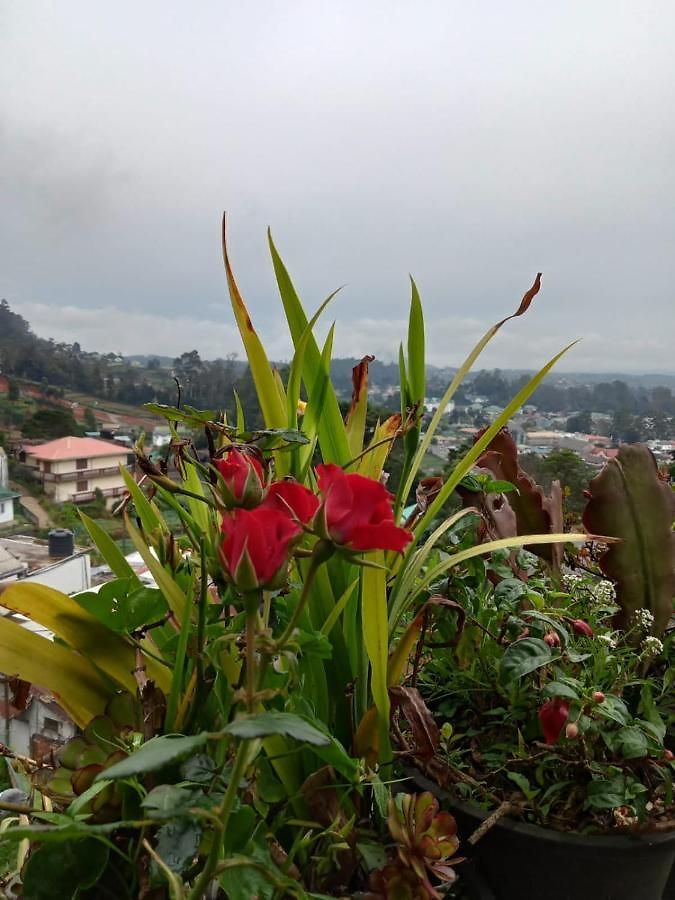 La Rose Geust House