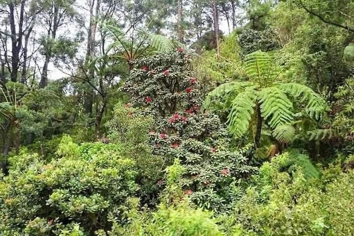Homestay La Rose Geust House