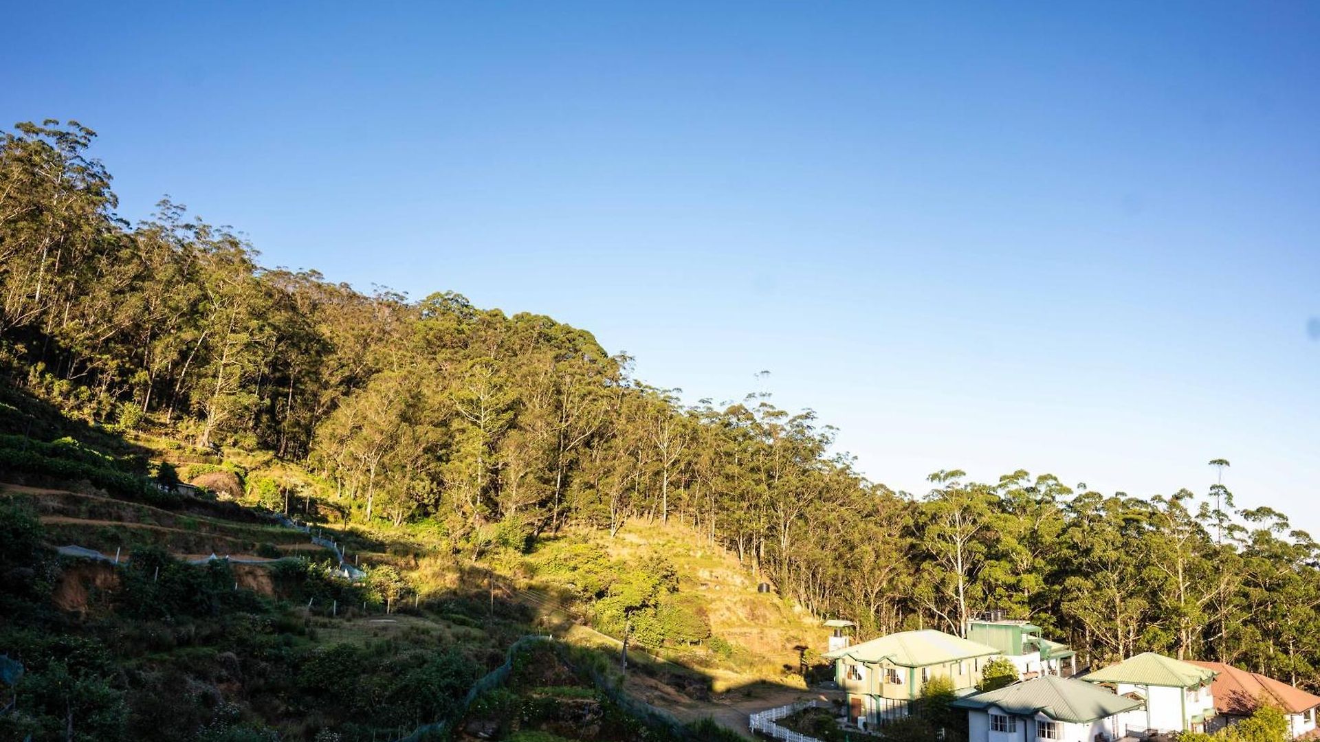 Forest View Lodge