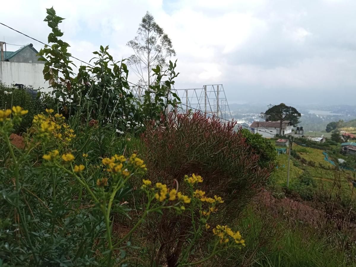Mountline Guest house *