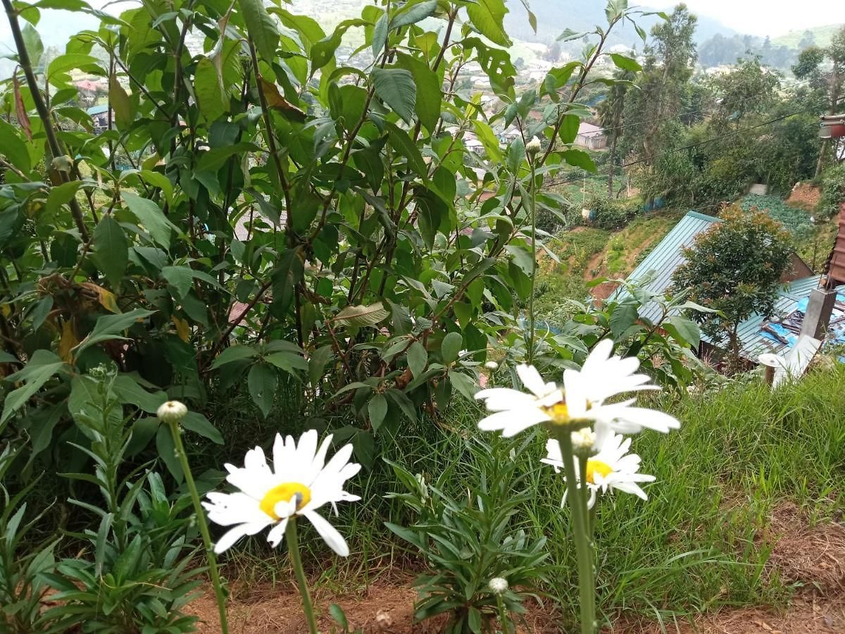 Mountline Guest house Nuwara Eliya