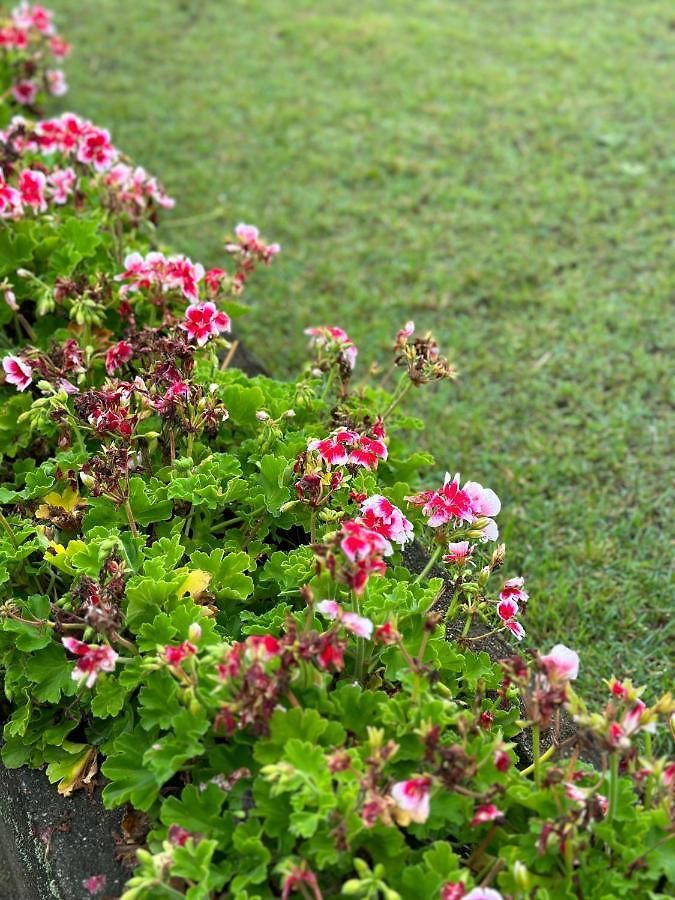 Hotel Stratford - Nuwara Eliya