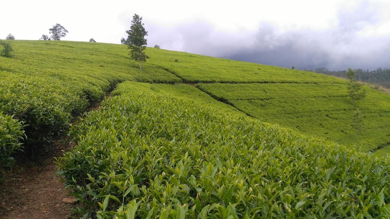 Sri * Nuwara Eliya