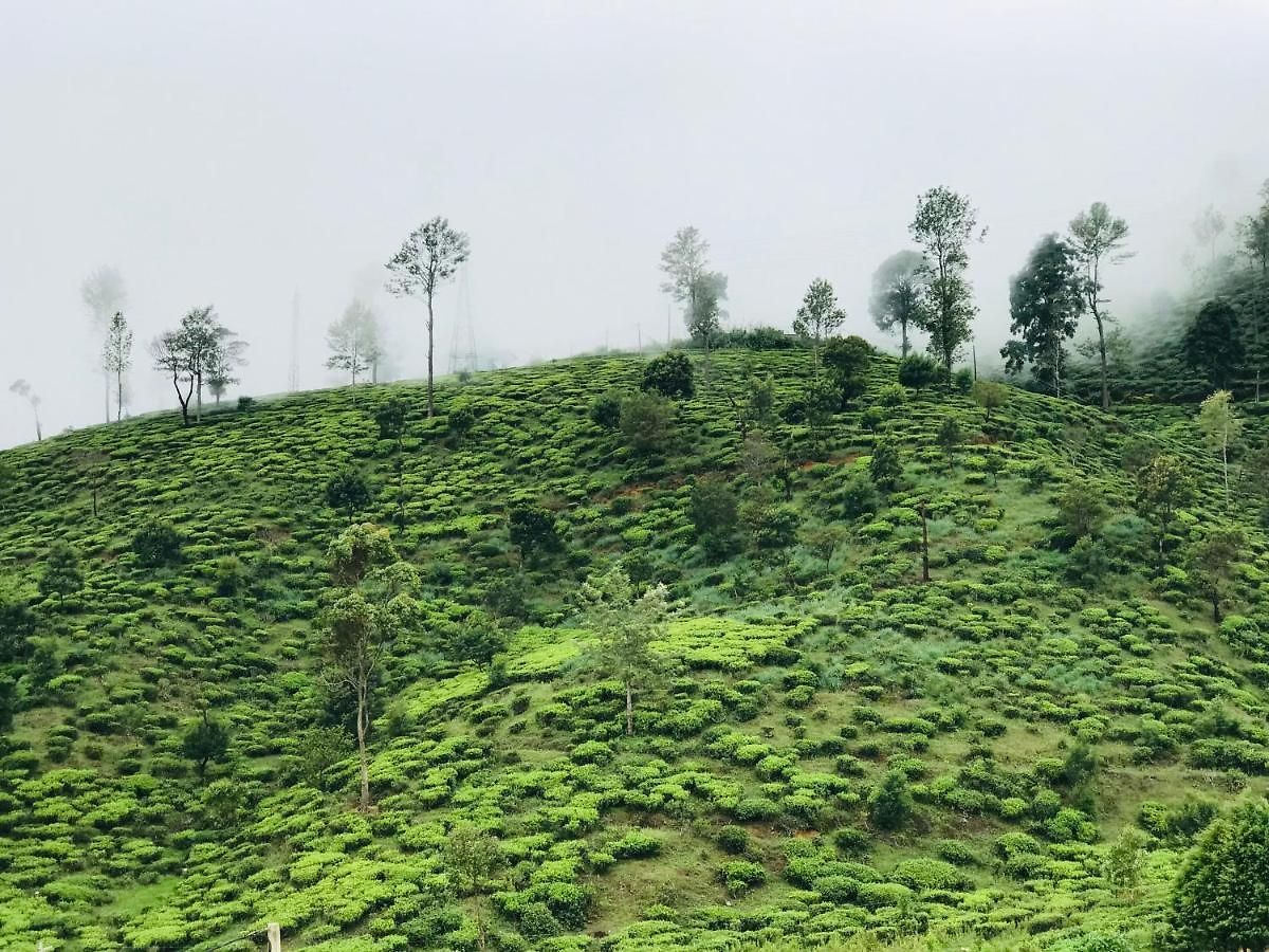 Queensland * Nuwara Eliya