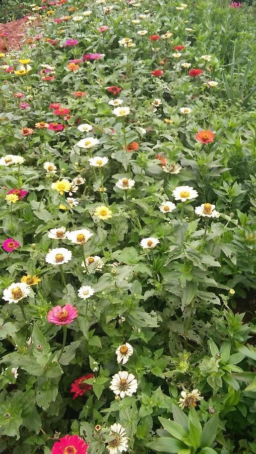 Glenfall Guest Nuwara Eliya