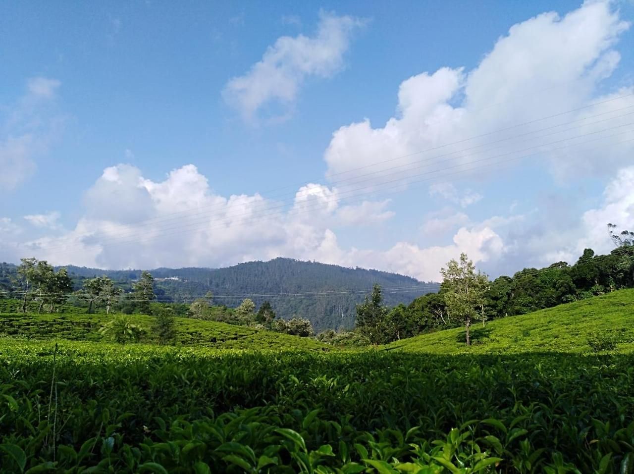 Hotel Tealeaf