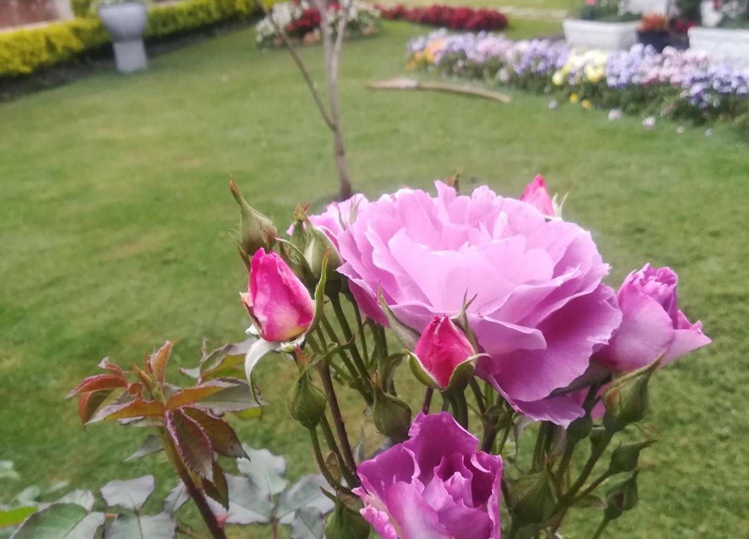 Royal Wattles Boutique * Nuwara Eliya