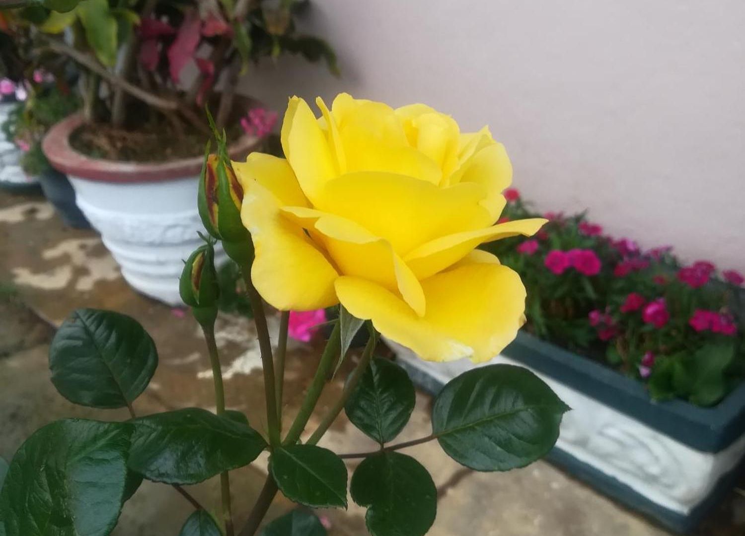 Royal Wattles Boutique Nuwara Eliya